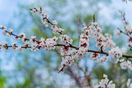 A blooming cherry bush. Cloudy sky after spring rain.の写真素材