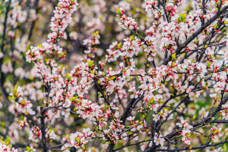 A blooming cherry bush. Cloudy sky after spring rain.の写真素材