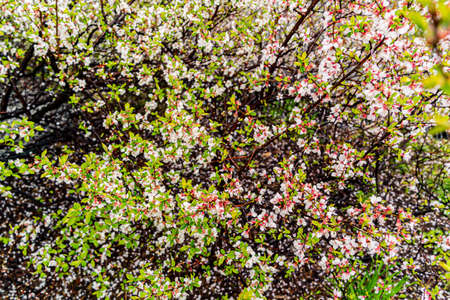 A blooming cherry bush. Cloudy sky after spring rain.の写真素材