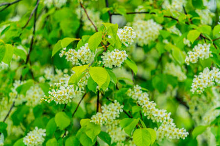 The tree of flowering cherry. Cloudy sky after spring rain.の写真素材