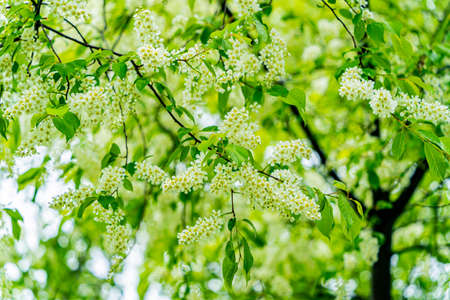 The tree of flowering cherry. Cloudy sky after spring rain.