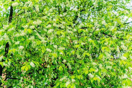 The tree of flowering cherry. Cloudy sky after spring rain.の写真素材