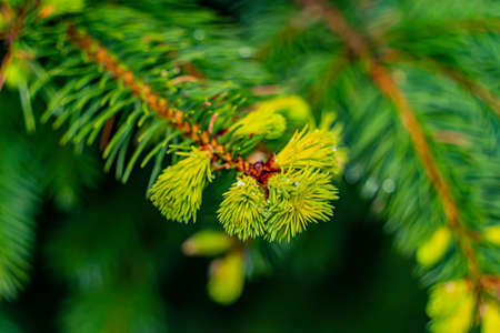 Young shoots on the branches of spruce. Photographed in cloudy weather after rain.の写真素材