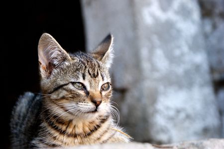 an image of cat
