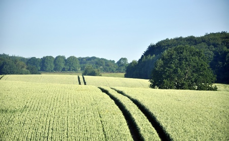 an image of wheat fieldの写真素材