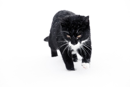 Black cat outdoor at snowの写真素材