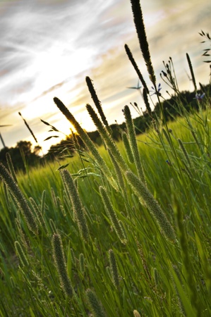 An image of freshly grass on the meadowの写真素材