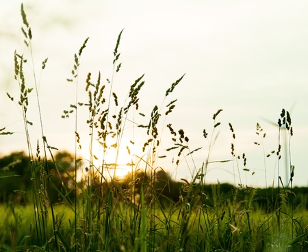 An image of freshly grass on the meadow