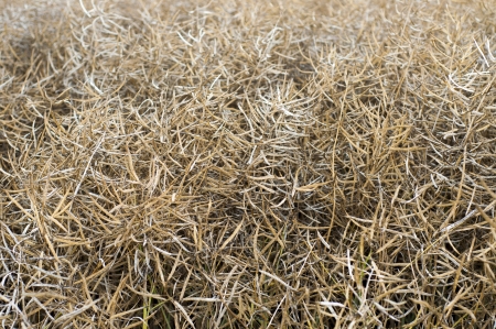 Rape field in early summer ready for harvest の写真素材
