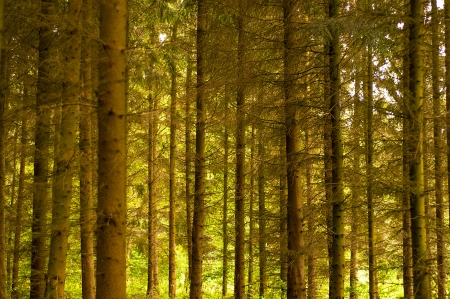 An image of magic forest