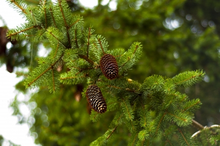 Spruce branch full of conesの写真素材