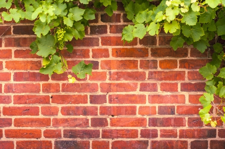 Bunch of grapes on grapevine against red brickwall. Copy spaceの写真素材