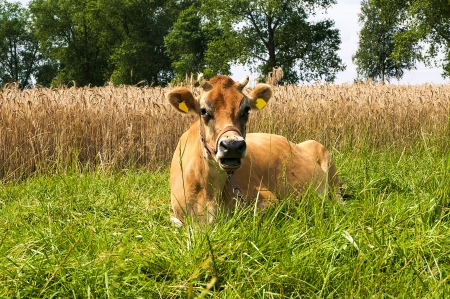 Jersey cow on the meadowの写真素材