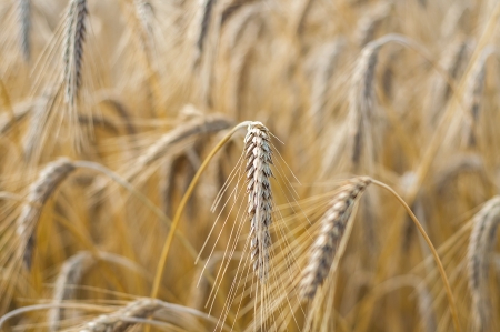 Mature wheat ready for harvest in the early summerの写真素材
