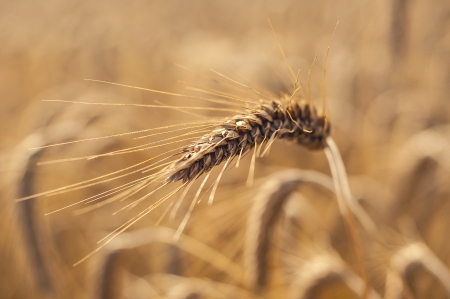 Mature wheat ready for harvest in the early summerの写真素材