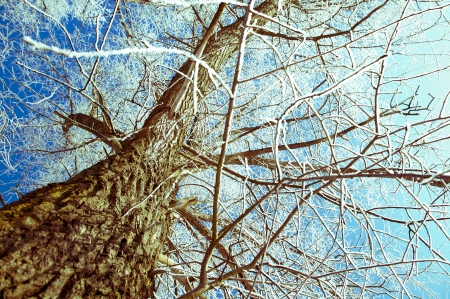 An image of tree covered by a snow in winter timeの写真素材