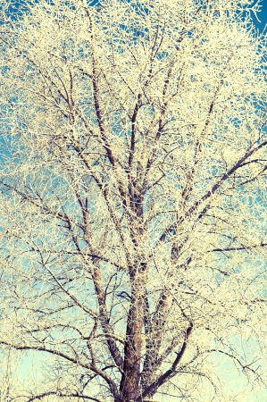 An image of tree covered by a snow in winter timeの写真素材