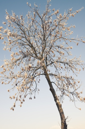 An image of tree covered by a snow in winter timeの写真素材