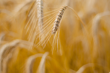 Mature wheat ready for harvest in the early summerの写真素材