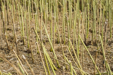 An image of stubble after rapes plantの写真素材