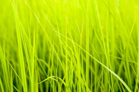 An image of Fresh green grassの写真素材