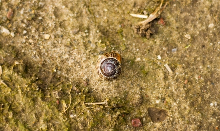An image of snail shellの写真素材