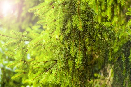 Fresh green spruce branchの写真素材