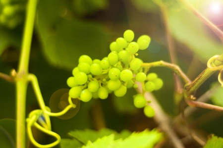 Bunch of grapes on grapevine  Shallow DOFの写真素材