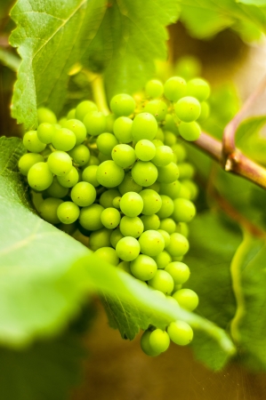 Bunch of grapes on grapevine  Shallow DOFの写真素材