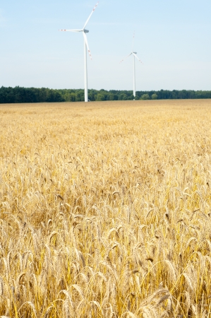 Mature wheat ready for harvest in the early summerの写真素材