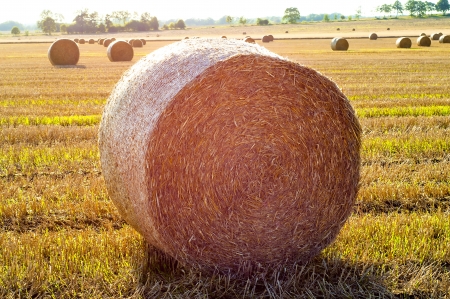 An image of straw bales on harvested fieldの写真素材
