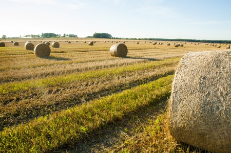 An image of straw bales on harvested fieldの写真素材