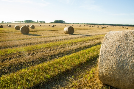 An image of straw bales on harvested fieldの写真素材