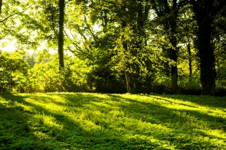 An image of Forest in the morning with sunraysの写真素材