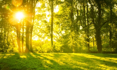 An image of Forest in the morning with sunrays