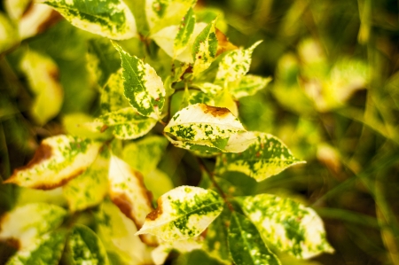 An image of diseased leafの写真素材