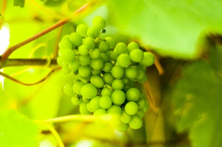 Bunch of grapes on grapevineの写真素材