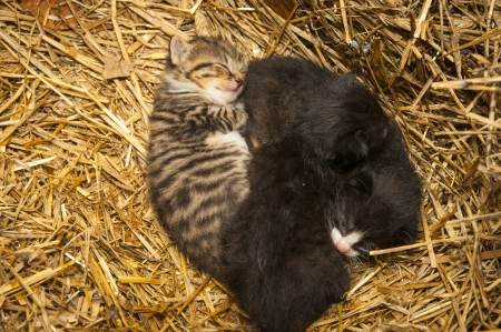 An image of young cats in the barn lying on the strawの写真素材