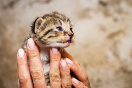An image of young cats in the barn lying on the strawの写真素材