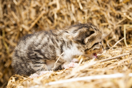 An image of young cats in the barn lying on the strawの写真素材