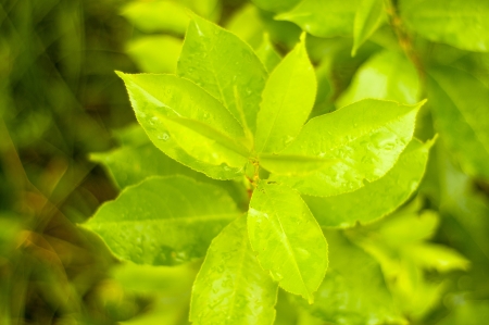An image of frech green plant の写真素材