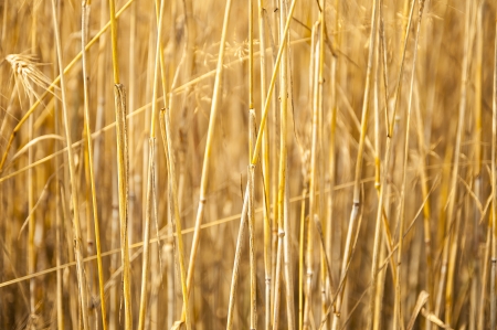 Mature wheat ready for harvest in the early summerの写真素材