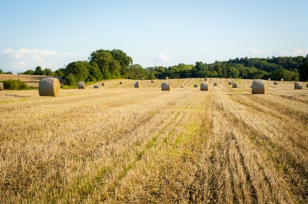 An image of straw bales on harvested fieldの写真素材