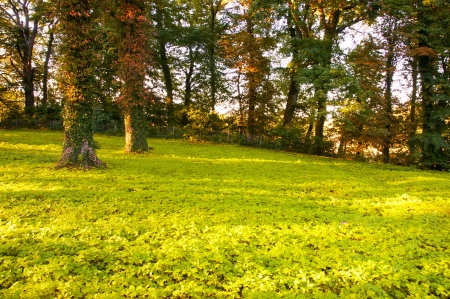 An image of Forest in the morning with sunraysの写真素材