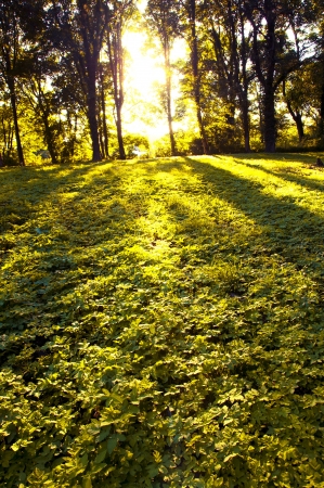 An image of Forest in the morning with sunraysの写真素材