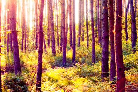 An image of Forest in the morning with sunraysの写真素材