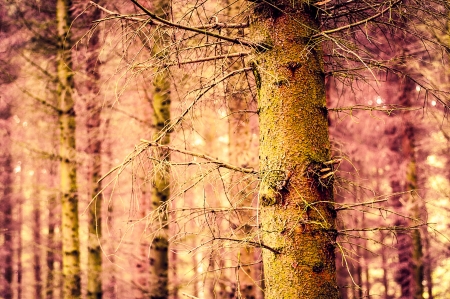 An image of magic forestの写真素材