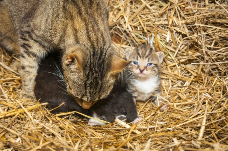 An image of young cats in the barn lying on the strawの写真素材
