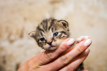 An image of young cats in the barn lying on the strawの写真素材