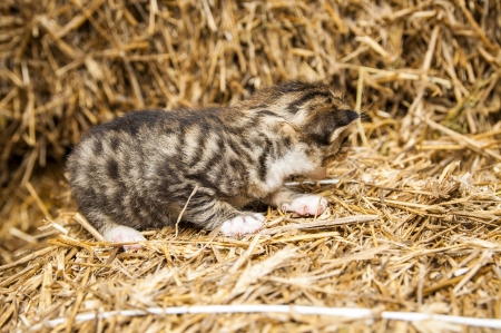 An image of young cats in the barn lying on the strawの写真素材